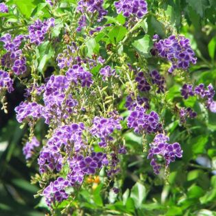 Duranta repens – Vanillier de Cayenne