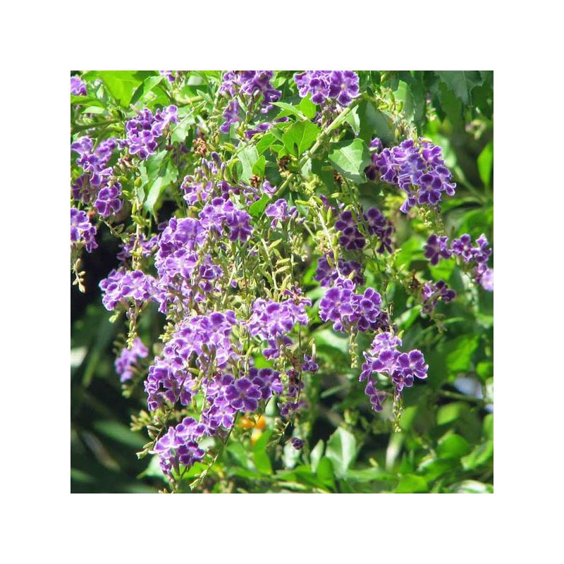 Duranta repens – Vanillier de Cayenne
