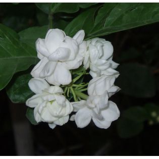 Jasminum sambac ‘Arabian Nights’ – Jasmin d’Arabie à fleurs doubles