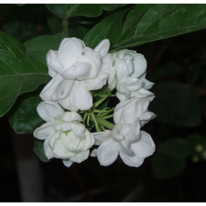 Jasminum sambac ‘Arabian Nights’ – Jasmin d’Arabie à fleurs doubles