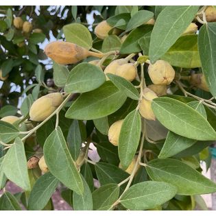 Lagunaria patersonii – Hibiscus de l’île de Norfolk