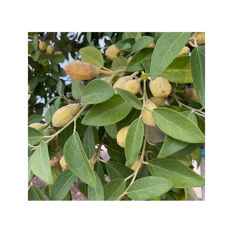 Lagunaria patersonii – Hibiscus de l’île de Norfolk