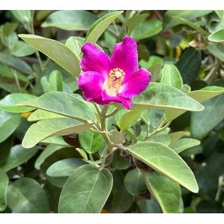 Lagunaria patersonii – Hibiscus de l’île de Norfolk