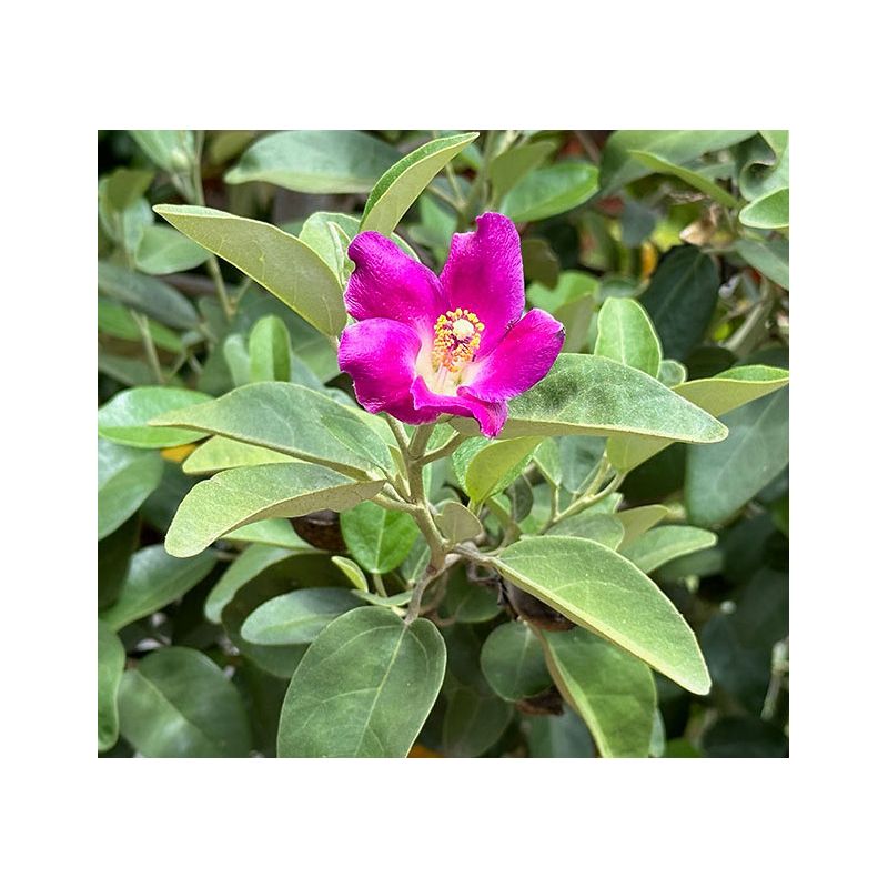 Lagunaria patersonii – Hibiscus de l’île de Norfolk