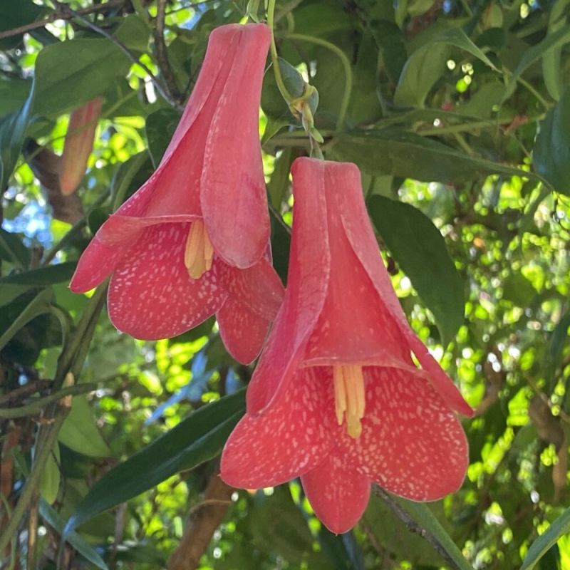 Lapageria rosea – Copihue, clochette du Chili