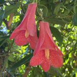 Lapageria rosea – Copihue, clochette du Chili