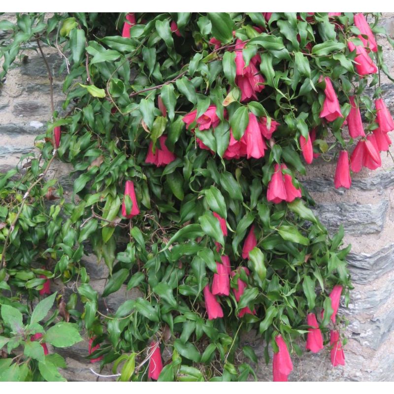 Lapageria rosea – Copihue, clochette du Chili