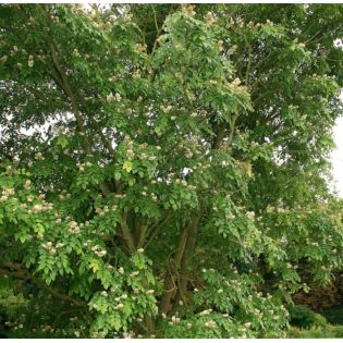 Maackia amurensis – Maackia de l’Amour