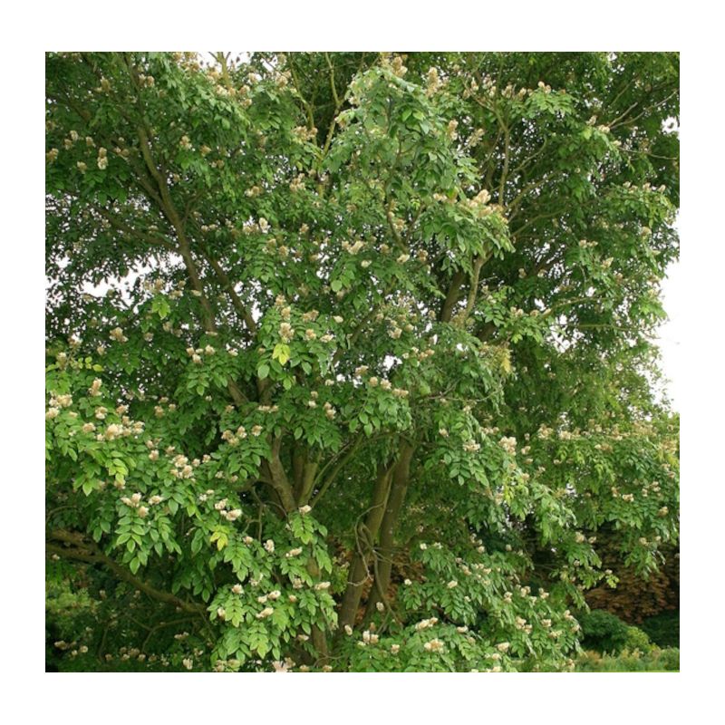 Maackia amurensis – Maackia de l’Amour