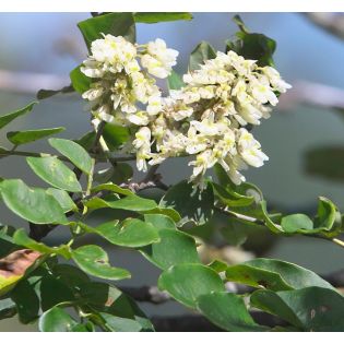 Maackia amurensis – Maackia de l’Amour