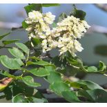 Maackia amurensis – Maackia de l’Amour