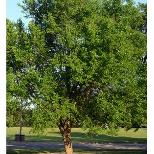 Maclura pomifera – Oranger des Osages