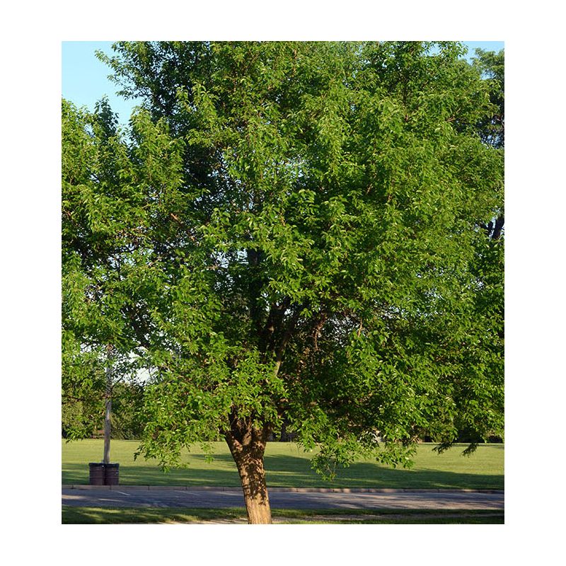 Maclura pomifera – Oranger des Osages