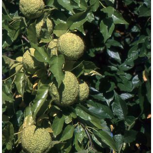 Maclura pomifera – Oranger des Osages