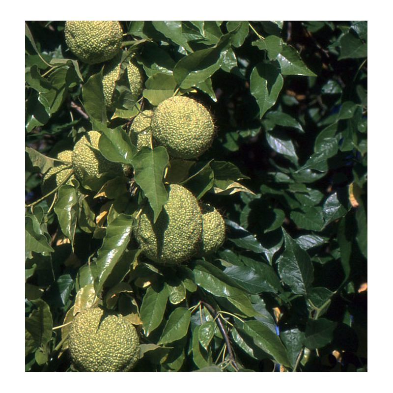 Maclura pomifera – Oranger des Osages