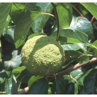 Maclura pomifera – Oranger des Osages