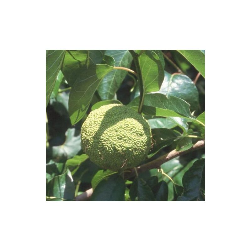 Maclura pomifera – Oranger des Osages
