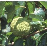 Maclura pomifera – Oranger des Osages