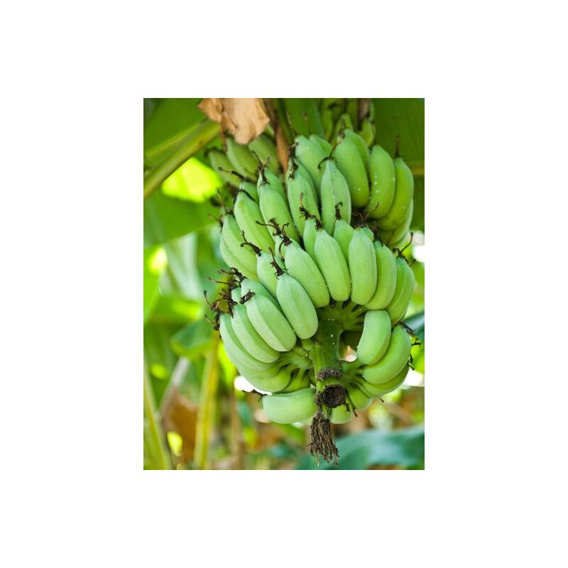 Musa × speciosa – Bananier de l’Himalaya