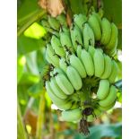 Musa × speciosa – Bananier de l’Himalaya