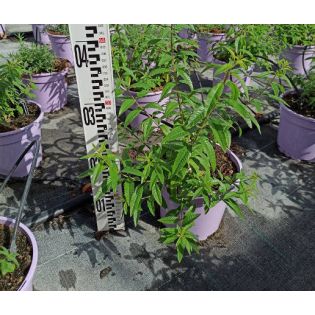 Aloysia triphylla – Verveine citronnelle