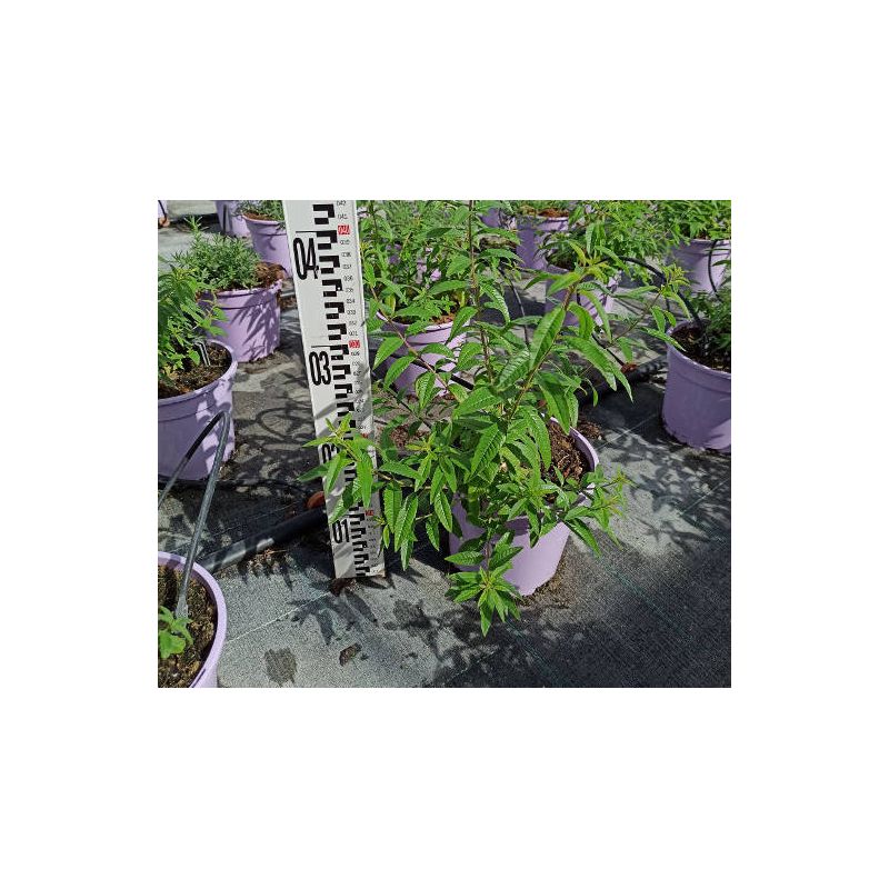 Aloysia triphylla – Verveine citronnelle