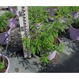 Aloysia triphylla – Verveine citronnelle