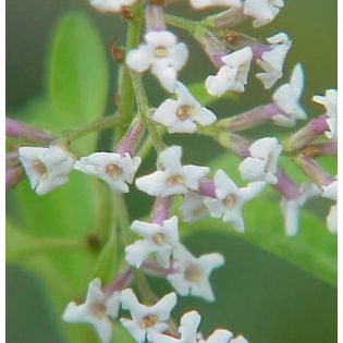 Aloysia triphylla – Verveine citronnelle