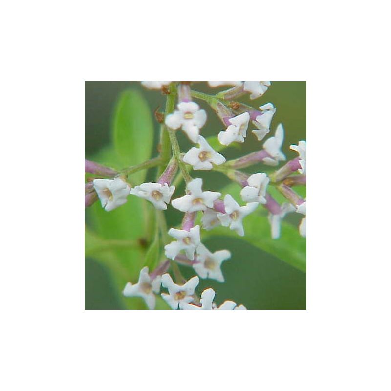 Aloysia triphylla – Verveine citronnelle