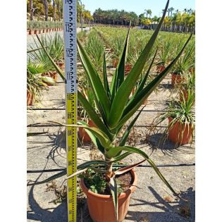 Aloe barberae – Aloe bainesii – Aloès en arbre