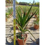 Aloe barberae – Aloe bainesii – Aloès en arbre