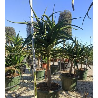 Aloe barberae – Aloe bainesii – Aloès en arbre