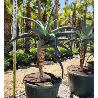 Aloe thraskii – Aloès des dunes
