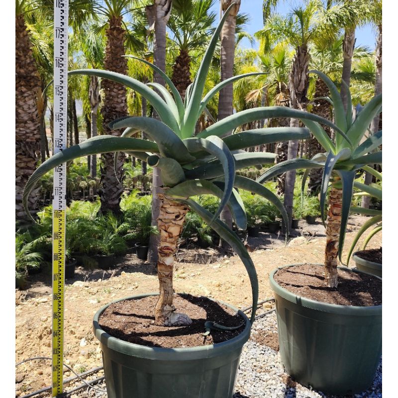 Aloe thraskii – Aloès des dunes