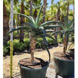 Aloe thraskii – Aloès des dunes
