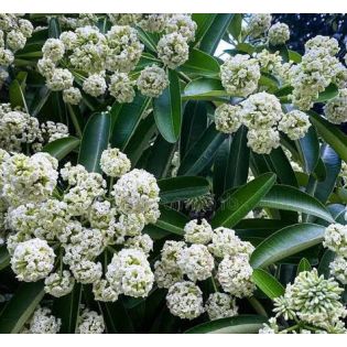 Alstonia scholaris – Arbre des écoliers