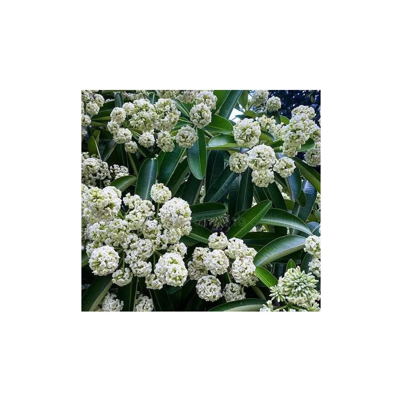 Alstonia scholaris – Arbre des écoliers