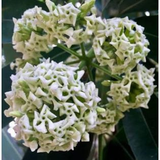 Alstonia scholaris – Arbre des écoliers