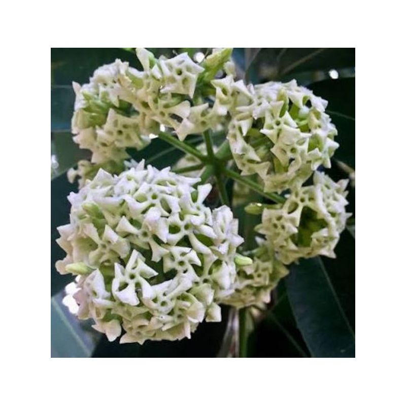 Alstonia scholaris – Arbre des écoliers