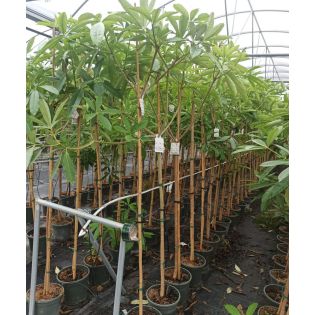 Alstonia scholaris – Arbre des écoliers