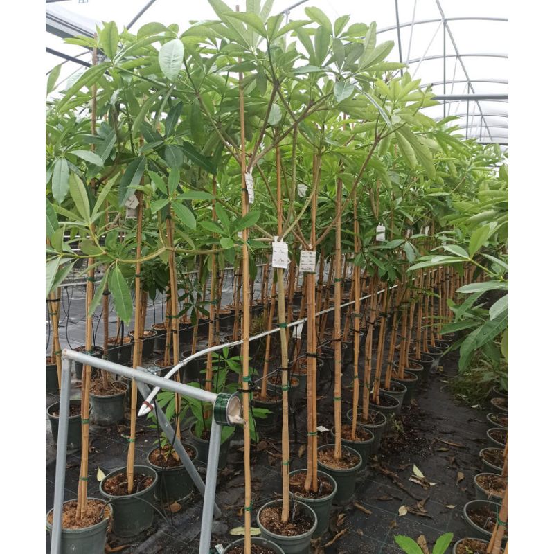 Alstonia scholaris – Arbre des écoliers