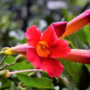 Amphilophium buccinatorium – Bignone rouge du Mexique