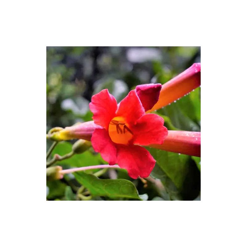 Amphilophium buccinatorium – Bignone rouge du Mexique