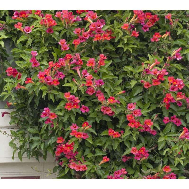 Amphilophium buccinatorium – Bignone rouge du Mexique