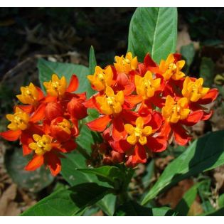Asclepias curassavica – Asclépiade de Curaçao