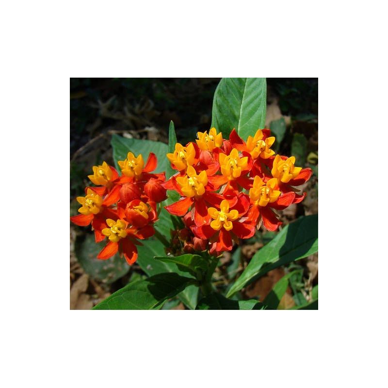 Asclepias curassavica – Asclépiade de Curaçao