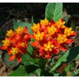 Asclepias curassavica – Asclépiade de Curaçao