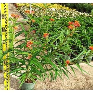 Asclepias curassavica – Asclépiade de Curaçao