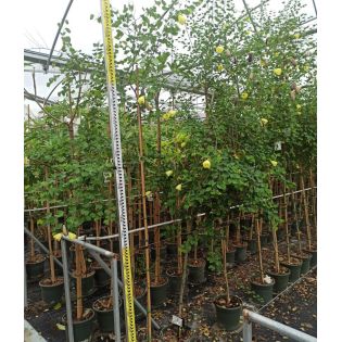 Bauhinia tomentosa – Arbre aux orchidées jaunes