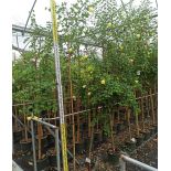 Bauhinia tomentosa – Arbre aux orchidées jaunes